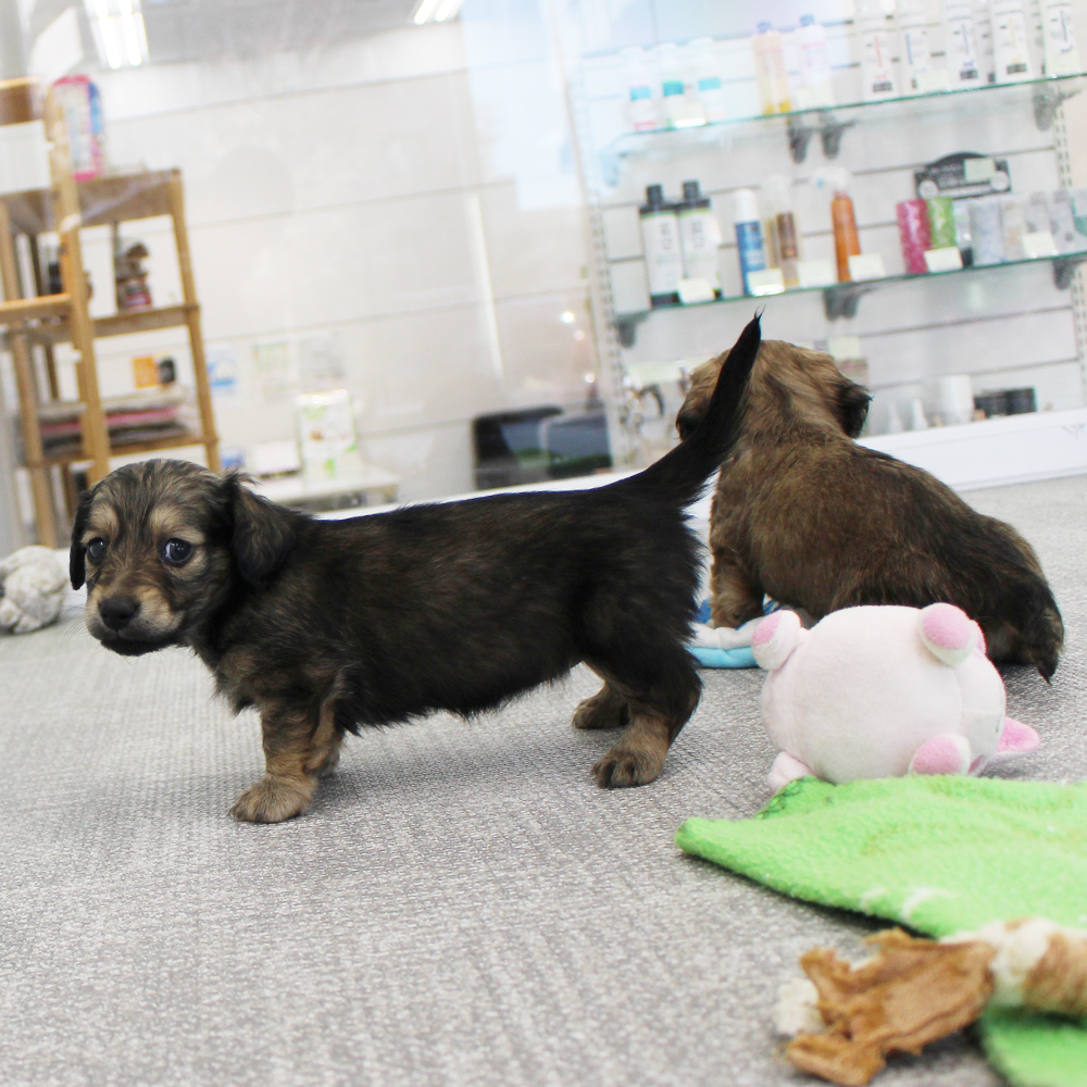 子犬の遊び場、パピールーム♪